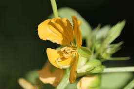 Image result for Senna tora