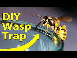 Wisk or stir the mixture until the sugar is dissolved. How To Get Rid Of Wasps Townhustle