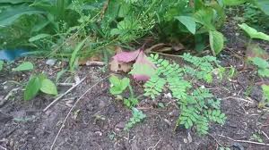 Der rizinusbaum, auch „wunderbaum genannt, ist eigentlich gar kein baum, sondern ein einjähriger, krautiger strauch. Ich Habe Viel Unkraut Entfernt Im Beet Der Rizinusbaum Wachst Gut Youtube