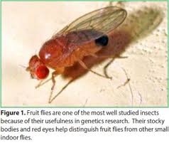 indoor flies and their control what