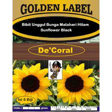 Gambar bunga matahari hitam putih. Bibit Unggul Bunga Matahari Hitam Sunflower Black Shopee Indonesia