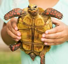 Turtles are truly an adorable pet and a lot of people are convinced, that they are one of the best pets that one could own and take care of. Pet Turtle Tortoise Types Petsmart
