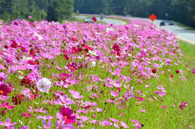 I do brake for wildflowers. Old Fashioned Cosmos Are Breathtaking Along Georgia Highways Caes Newswire