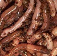1 pound of european nightcrawler worms. 100 Count Super Red European Night Crawler Uncle Jim S Worm Farm