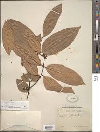 Image result for Landolphia landolphioides