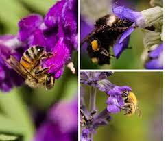 Check spelling or type a new query. Why Do Bees Like Purple Flowers Bee Friendly Gardening