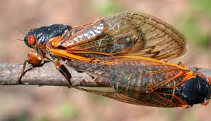 Courtesy of the united states forest service. Digital Bug Bowl 2021 Cicada Day Bug Bowl