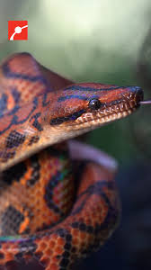 Brazilian Rainbow Boa (Epicrates Cenchria Cenchria) | Flickr
