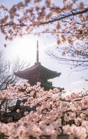 Anything may be removed without telling you shit. Kyoto Cherry Blossom Photo Update Higashiyama Travel Caffeine