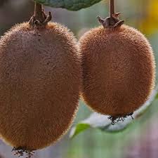 Image result for Actinidia