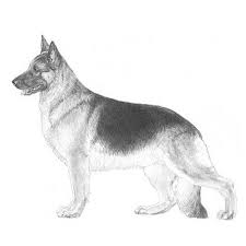 Silver german shepherds a silver german shepherd is a purebred german shepherd that has a silver or gray color to its coat. German Shepherd Dog Dog Breed Information