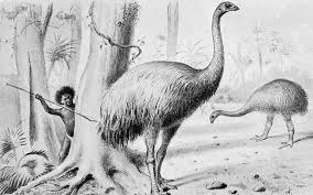 The males weighed in at 220 to 310 pounds and the females averaged 170 to 250 pounds. Flightless Birds More Common Globally Before Human Driven Extinctions Ucl News Ucl University College London