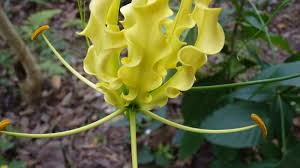 Image result for Gloriosa superba