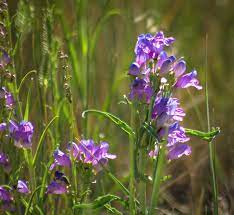 Seedland also sells game feeders, spreaders & other planting tools. Purple Wildflowers Photograph By Jennifer Myers