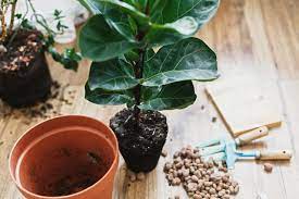 Another benefit is the inclusion of eight different strains of mycorrhizal fungi that will ensure efficient sturdy growth making planting figs in containers a breeze. How To Take Care Of Fiddle Leaf Fig Hgtv