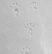 We did not find results for: Tierspuren Im Schnee Wer Ist Da Durch Den Schnee Gelaufen