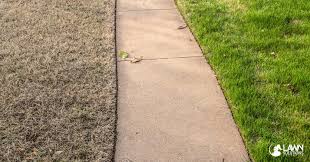 You love your furry friends, but canine and feline urine contains salts that can kill grass. Understanding Your Lawn Why Some Grasses Go Dormant During Winter Instant Turf Coolabah