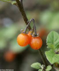 Image result for Solanum villosum