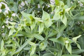 Les Conditions De Culture De L Euphorbe Epurge Ou L Herbe A Taupe Euphorbe Plante Fleurs Annuelles