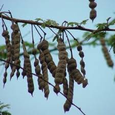 Image result for Maerua nervosa