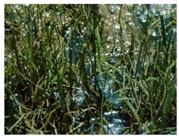 Image result for Hemarthria natans