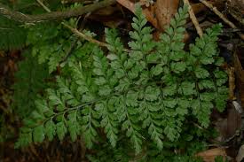 Image result for Asplenium uschiae