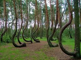Hoia Baciu forest, near Cluj, Romania | Crooked forest, Hoia baciu ...