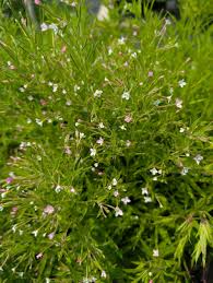 Image result for Epilobium