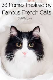 This yummy female cat name is perfect for a black and white cat. 309 Fantastique French Cat Names French Cats Cat Names Cats