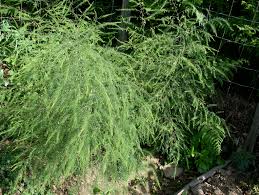 Image result for Asparagus laricinus