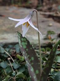 Cedar hill is a city in dallas and ellis counties in the u.s. Erythronium Albidum Found In Dogwood Canyon Audubon Center In Cedar Hill Tx Fairy Garden Plants Plants Pollinator Plants