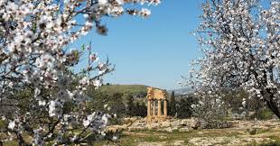 Image result for mandorle in fiore