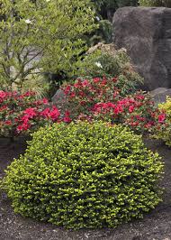 See more ideas about weeping norway spruce, norway spruce, picea abies. Dwarf Norway Spruce