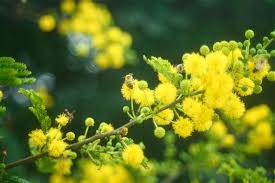 Image result for Acacia karroo