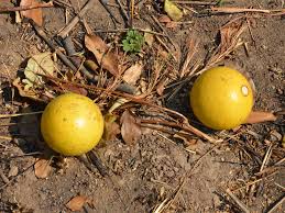 Image result for Strychnos cocculoides