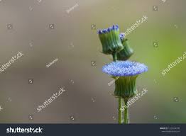 Image result for Crassocephalum rubens