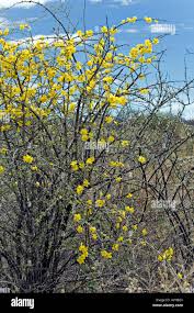 Image result for Rhigozum brevispinosum