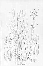 Image result for Rhynchospora holoschoenoides