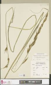 Image result for Tristachya superba