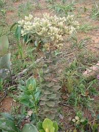 Image result for Mikania sagittifera