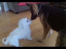 Each dog that comes into our program is carefully evaluated and then placed into a foster home. German Shepherd Puppy Meets Maltese Maine Coon Youtube