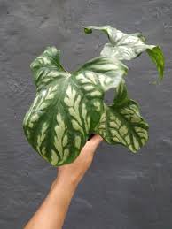 Image result for Cercestis congensis