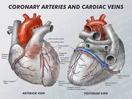 Arterial tree — in anatomy, arterial tree is used to refer to all arteries and/or the branching pattern of the arteries. Coronary Arteries And Cardiac Veins Order