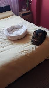 Unlike many cat behaviors, science actually has an explanation for this adorable behavior. Cat Loaf Disaproving Cat Bed Catloaf
