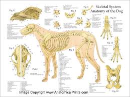 Damage and displacement at one point of this structure usually requires displacement at a second point. Pelvic Anatomy Dog
