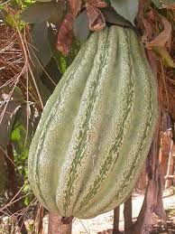 Image result for Telfairia pedata