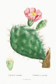 Cactus Cochenillifer Vintage Illustration Wall Art Print And Poster Design Remix From The Original Artw Cactus Illustration Vintage Cactus Vintage Illustration
