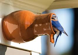 Birds Of A Feather Williamsburg Eastern Bluebird Nesting In A Bird Bottle From Colonial Williamsburg Birds Bluebird Nest Blue Bird