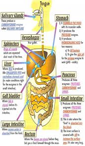 Herbalhealthblog Com Domain For Sale In 2020 Human Digestive System Digestive System Anatomy Human Anatomy And Physiology