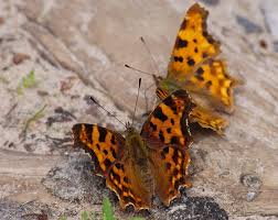 Image result for Polygonia c-album